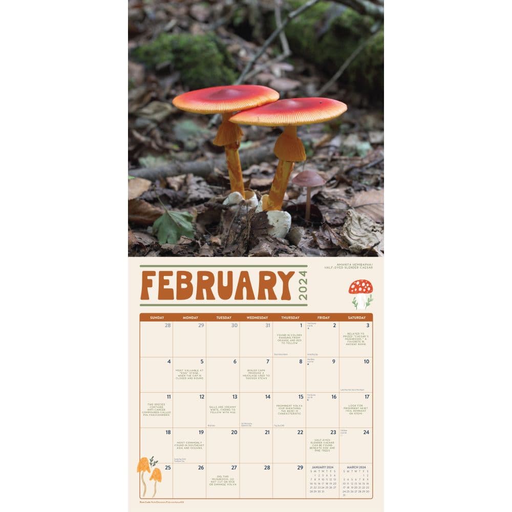 Marvelous Mushrooms 2024 Wall Calendar
