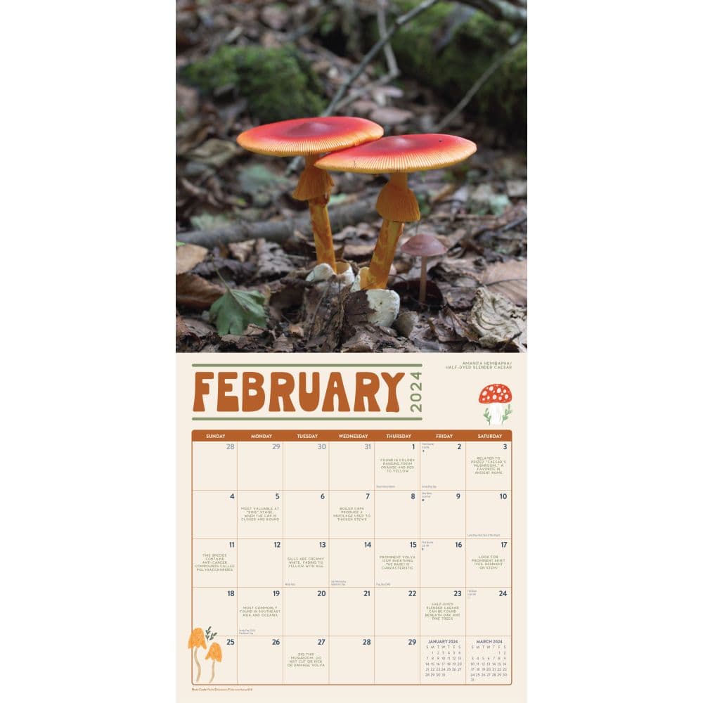 Marvelous Mushrooms 2024 Wall Calendar Calendars Com   D7109f45 D5a0 4838 Af94 780d747ccb19