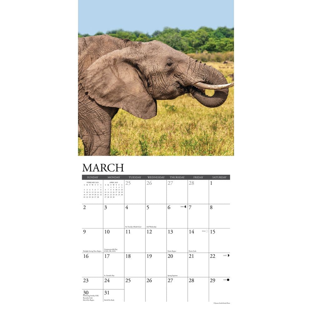 Elephants 2025 Wall Calendar