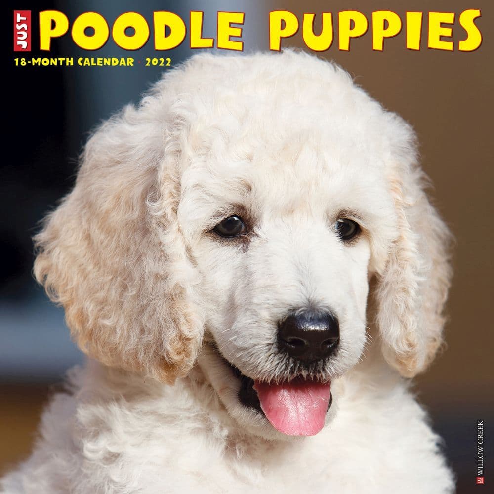 Poodle Puppies 2022 Wall Calendar - Calendars.com