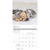 image Cat Naps 2026 Wall Calendar Second Alternate Image