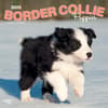 image Border Collie Puppies 2025 Wall Calendar Main Product Image width=&quot;1000&quot; height=&quot;1000&quot;