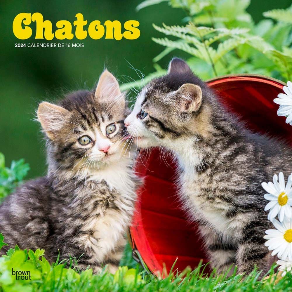 Chatons Kittens 2024 Wall Calendar 