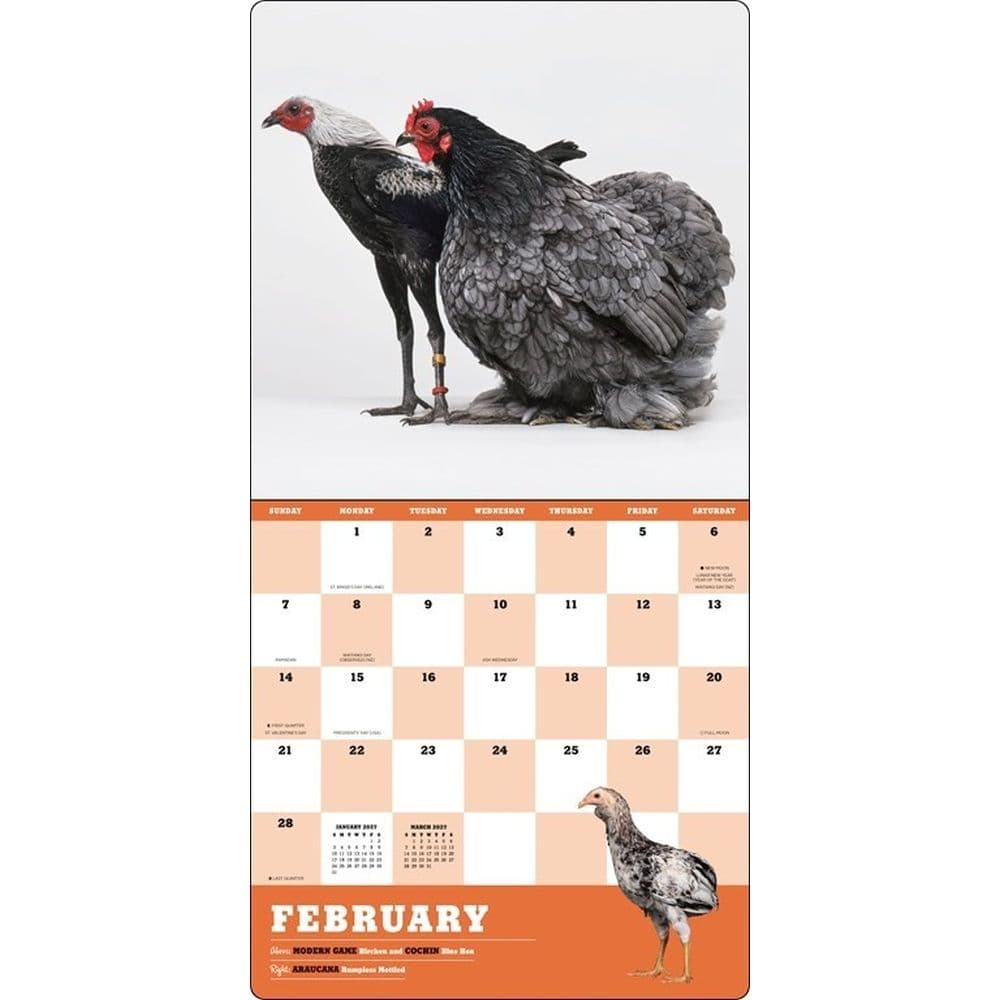 Extraordinary Chickens 2027 Wall Calendar Second Alternate Image