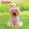 image Yorkshire Terriers 2025 Wall Calendar  Main Image