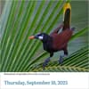 image Audubon Birds 2025 Desk Calendar Second Alternate Image width=&quot;1000&quot; height=&quot;1000&quot;