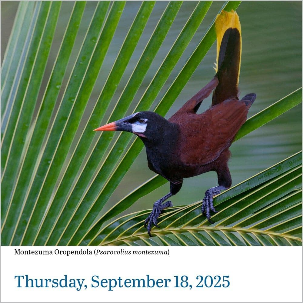 Audubon Birds 2025 Desk Calendar Second Alternate Image width=&quot;1000&quot; height=&quot;1000&quot;