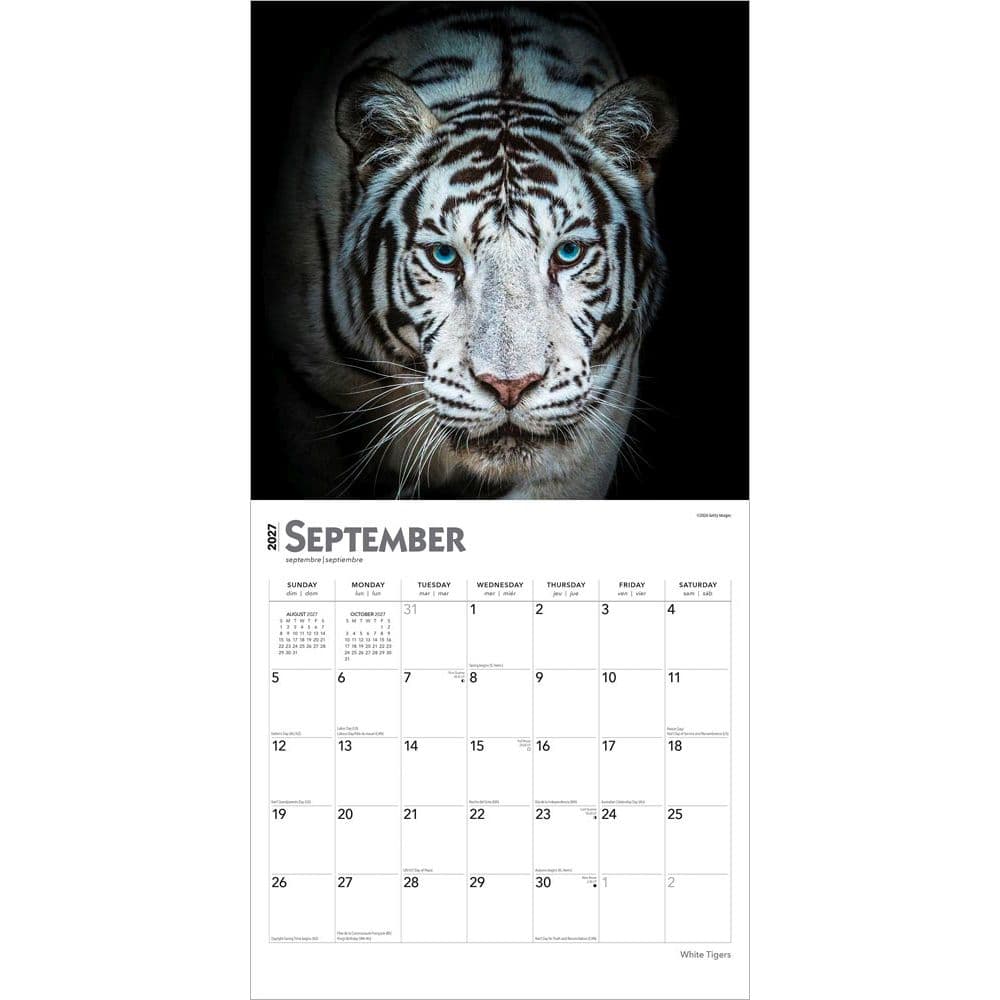 White Tigers 2027 Wall Calendar Third Alternate Image