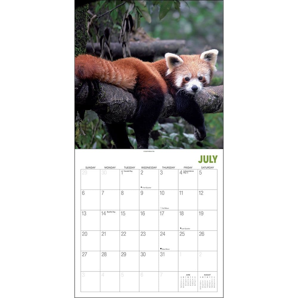 Red Panda Calendar 2025