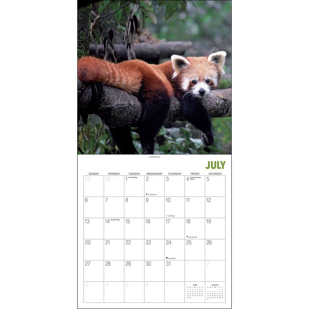 Red Pandas 2025 Wall Calendar Third Alternate Image width="1000" height="1000"