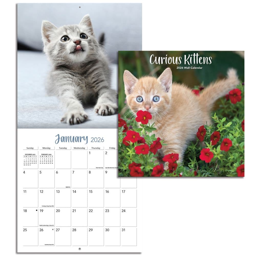 Curious Kittens Photo 2026 Mini Wall Calendar_ALT4
