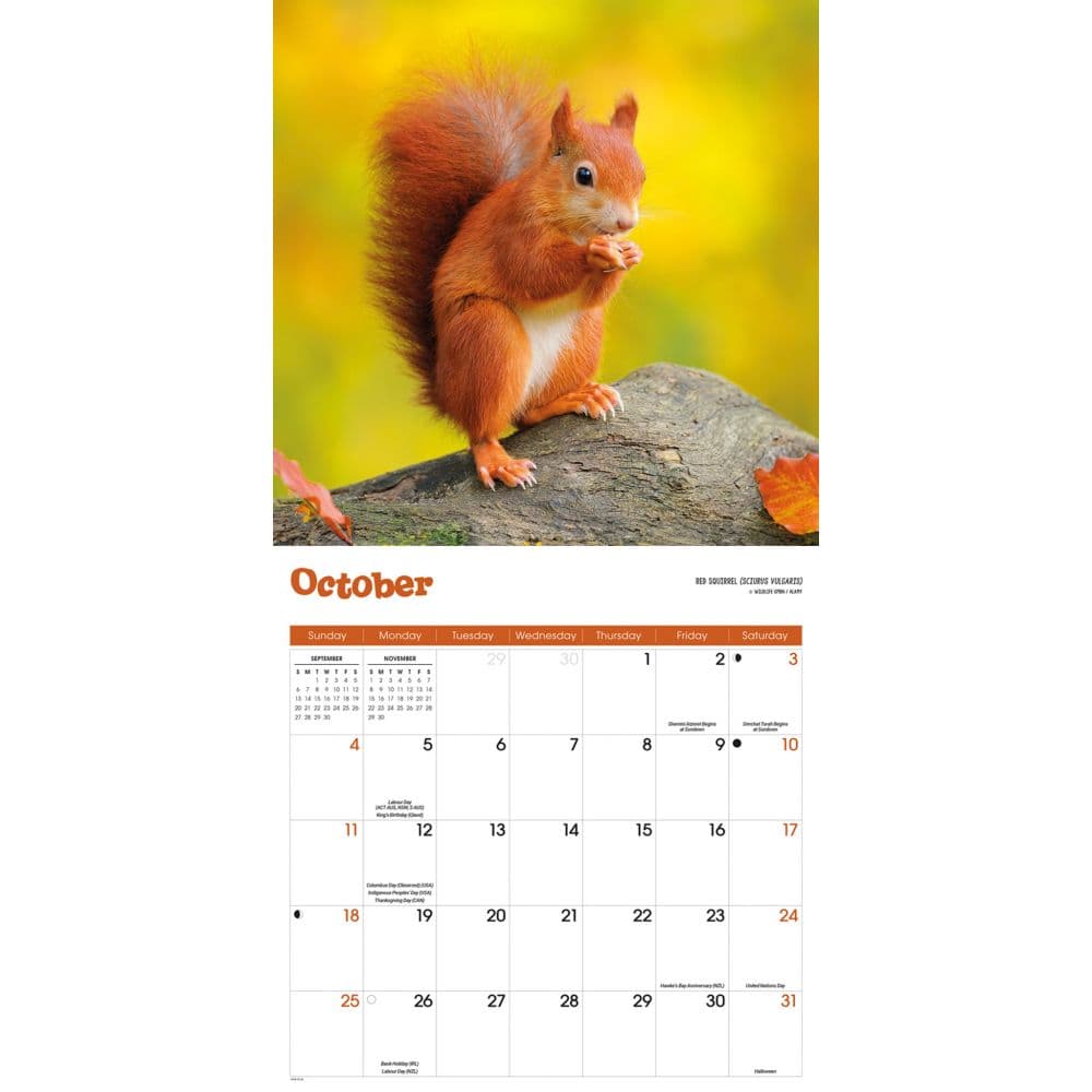 Squirrels 2026 Wall Calendar Fourth Alternate Image