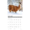 image Llamas 2025 Wall Calendar Second Alternate Image width="1000" height="1000"