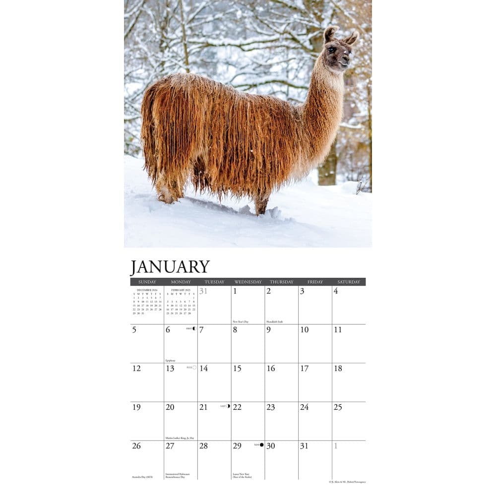 Llamas 2025 Wall Calendar Second Alternate Image width="1000" height="1000"