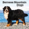 image Bernese Mountain Dogs 2025 Wall Calendar Main Product Image width=&quot;1000&quot; height=&quot;1000&quot;