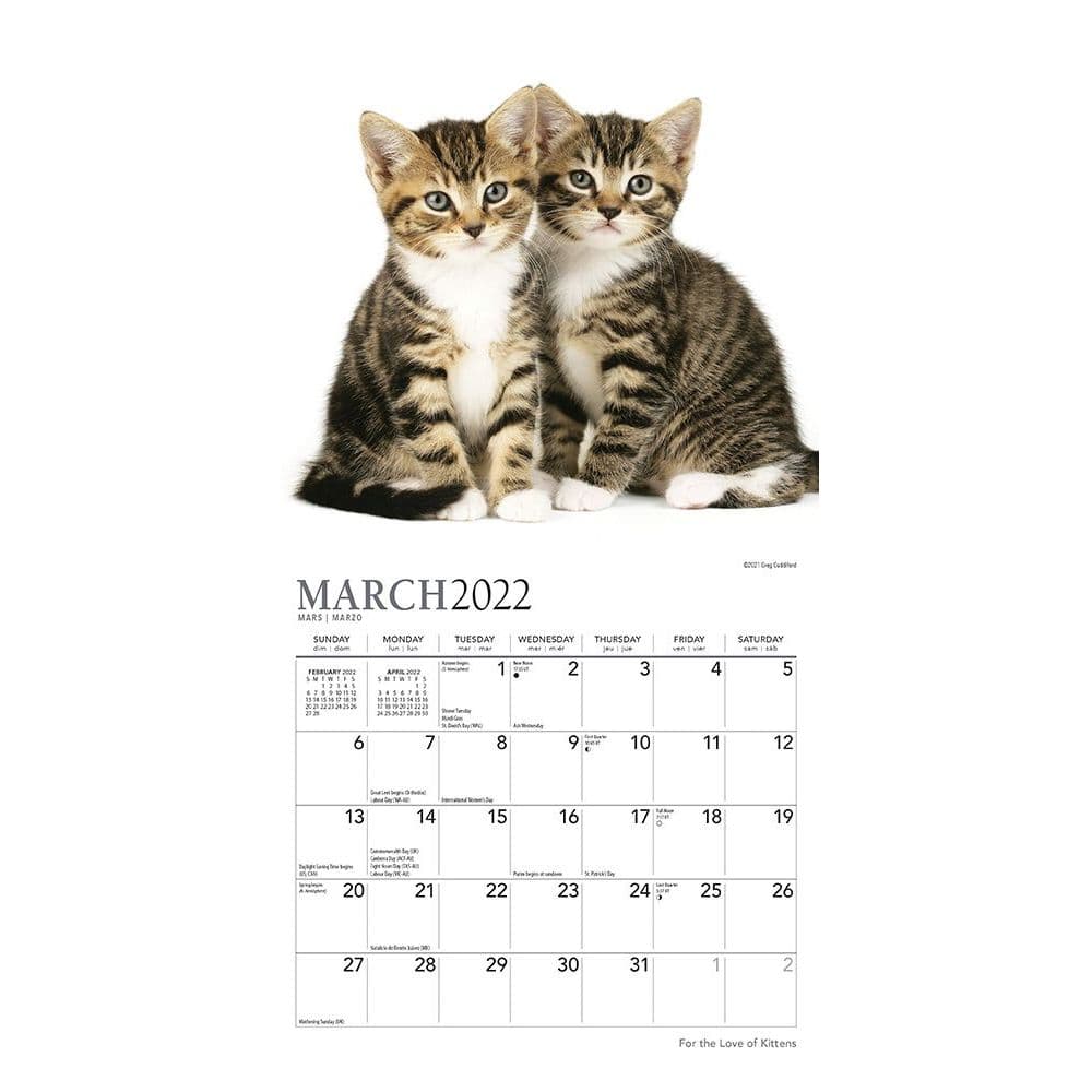 For The Love Of Kittens 2022 Mini Wall Calendar - Calendars.com