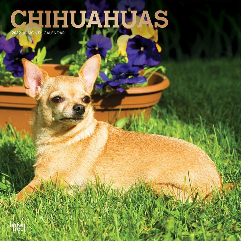 Chihuahuas 2022 Wall Calendar