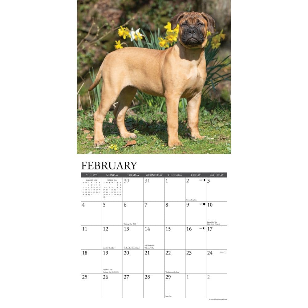 Just Mastiffs 2024 Wall Calendar