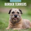 image Border Terriers 2025 Wall Calendar Main Image