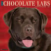 image Just Chocolate Labs 2025 Wall Calendar Main Product Image width=&quot;1000&quot; height=&quot;1000&quot;