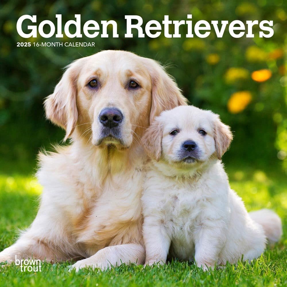 Golden Retrievers 2025 Mini Wall Calendar