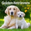 image Golden Retrievers 2025 Mini Wall Calendar Main Image