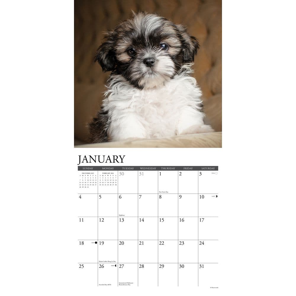 Just Shih Tzu Puppies 2026 Wall Calendar Second Alternate Image