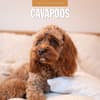 image Cavapoos 2026 Wall Calendar Main Product Image