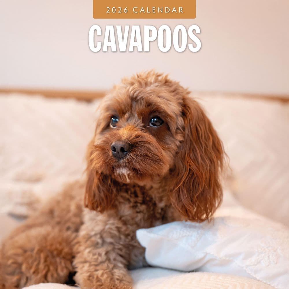 Cavapoos 2026 Wall Calendar Main Product Image