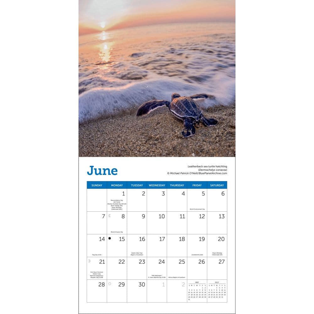 Sea Turtles 2026 Mini Wall Calendar Second Alternate Image