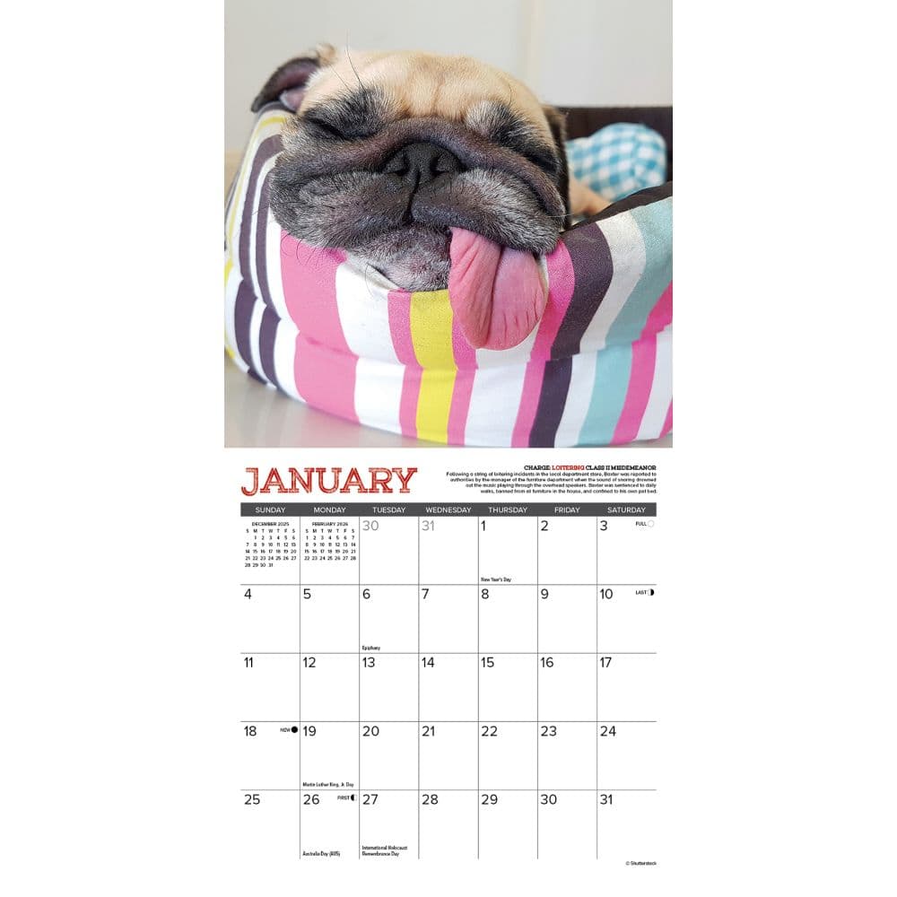 Pug Mugs 2026 Mini Wall Calendar Second Alternate Image