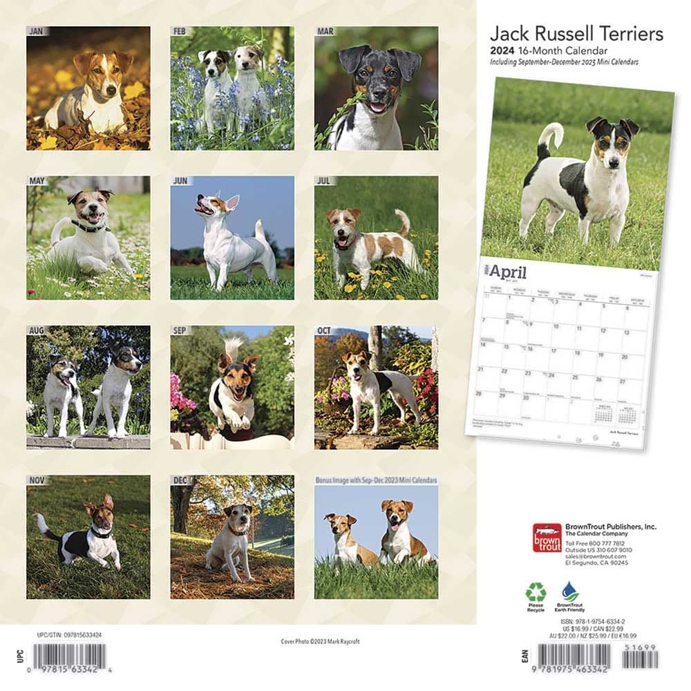 Jack Russell Terriers 2024 Wall Calendar - Calendars.com