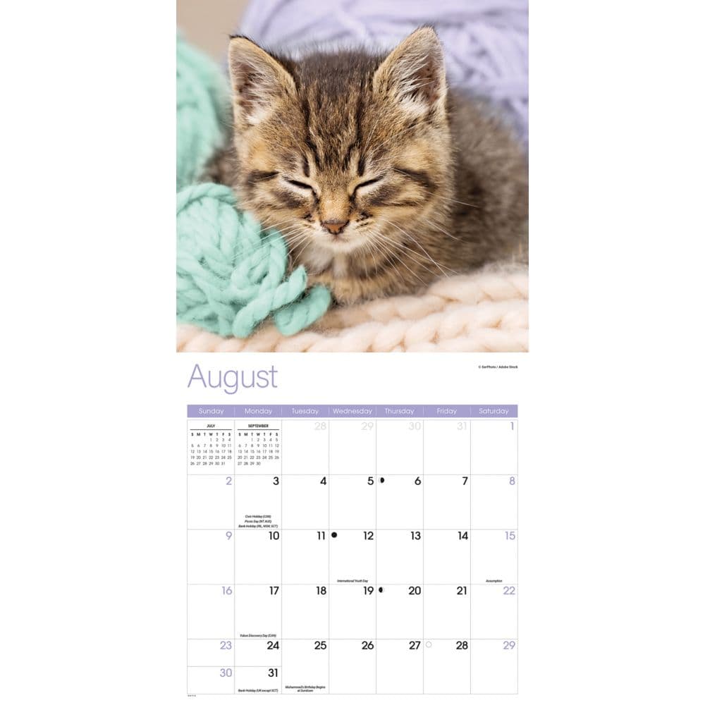 Naptime Cats Special Value 2026 Wall Calendar Third Alternate Image