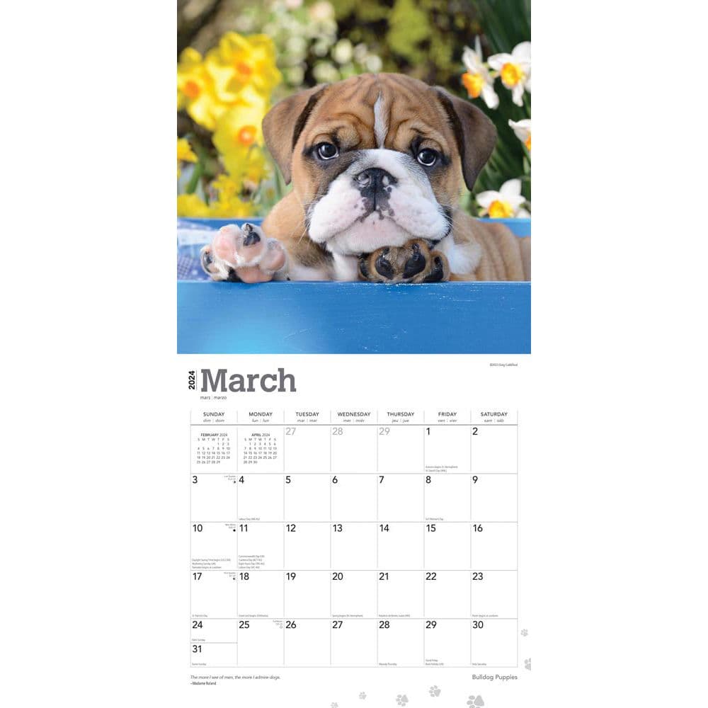 Bulldog Puppies 2024 Wall Calendar