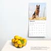 image German Shepherds 2025 Wall Calendar Fourth Alternate Image width=&quot;1000&quot; height=&quot;1000&quot;