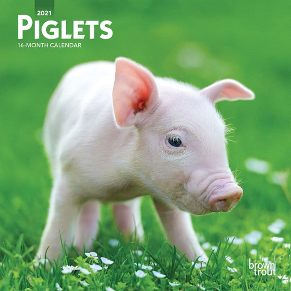 Piglets Mini Wall Calendar