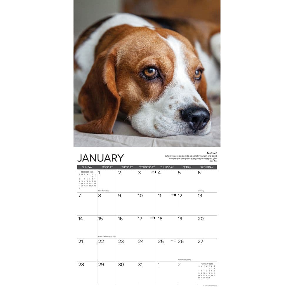 Beagle Rules 2024 Wall Calendar Alternate Image 2