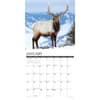 image Elk Bull 2025 Wall Calendar