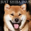 image Shiba Inus 2025 Wall Calendar  Main Image