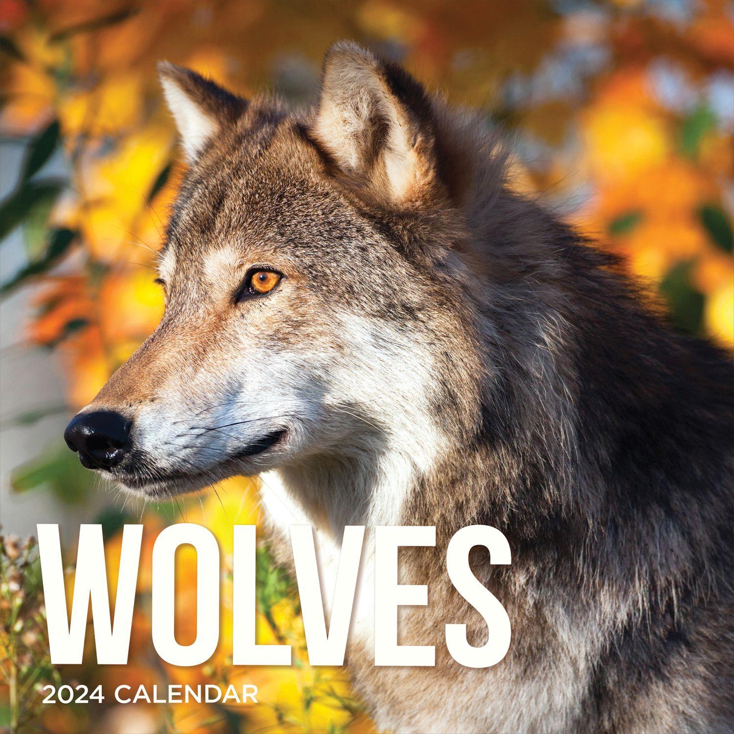 Wolves 2024 Wall Calendar - Calendars.com