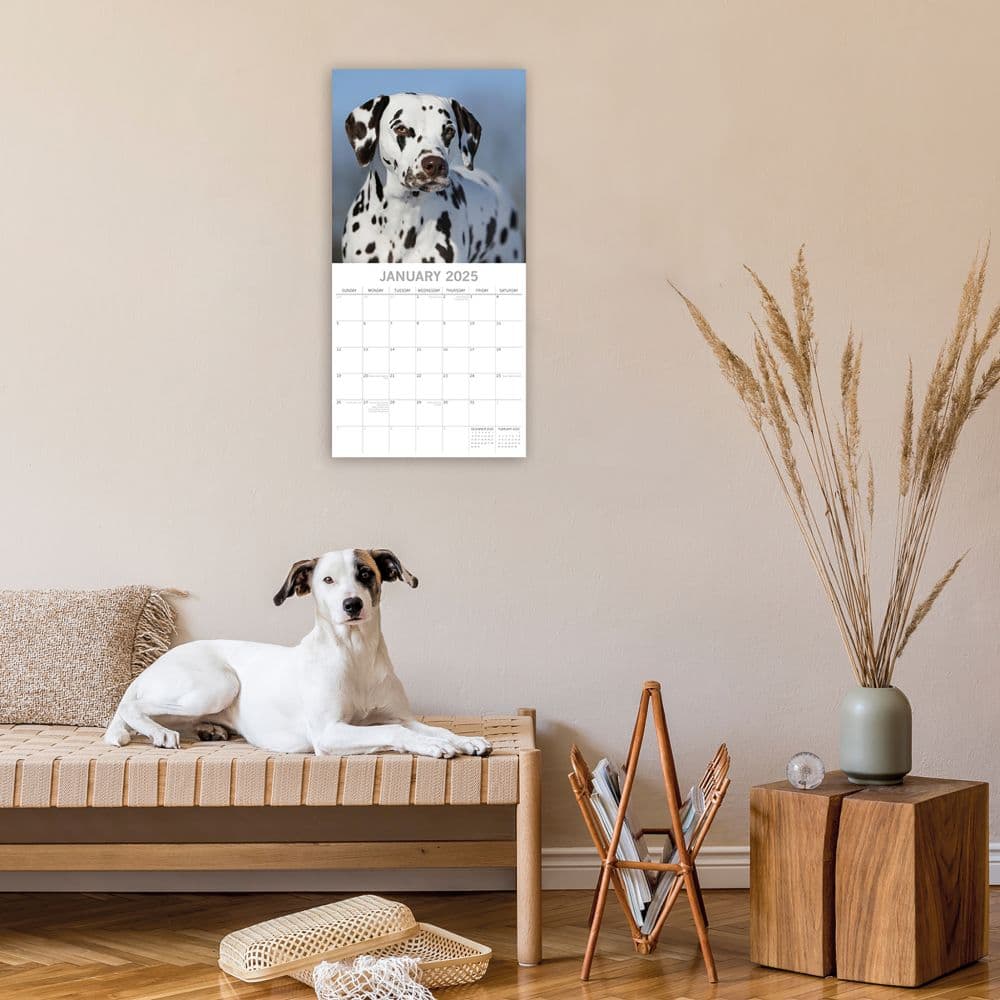 Dalmatians 2025 Wall Calendar