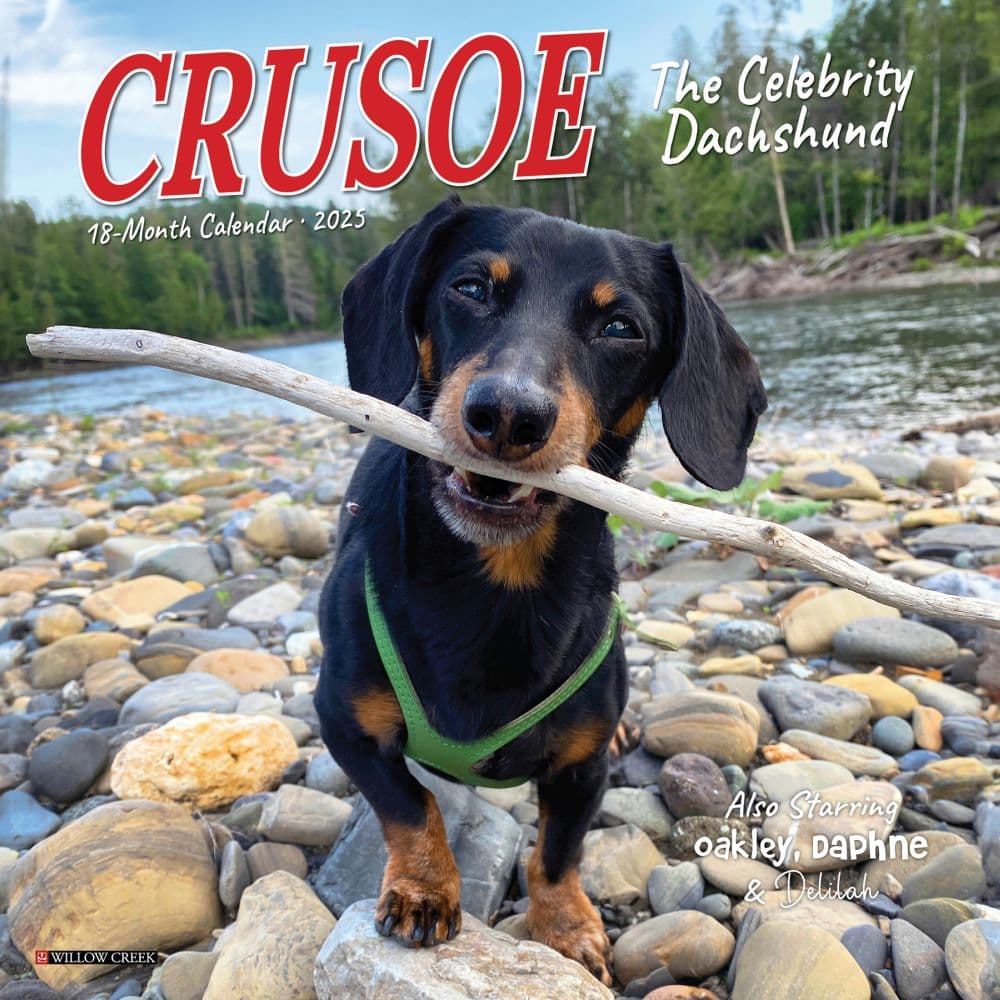 Crusoe the Celebrity Dachshund 2025 Mini Wall Calendar