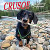 image Crusoe the Celebrity Dachshund 2025 Mini Wall Calendar Main Image