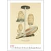 image Mushroom Botanicals 2026 Wall Calendar Second Alternate Image