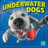 image Underwater Dogs by Seth Casteel 2025 Wall Calendar Main Product Image width=&quot;1000&quot; height=&quot;1000&quot;