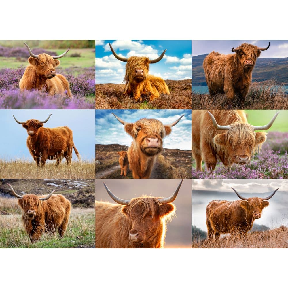 Highland Cows 1000 Piece Puzzle art