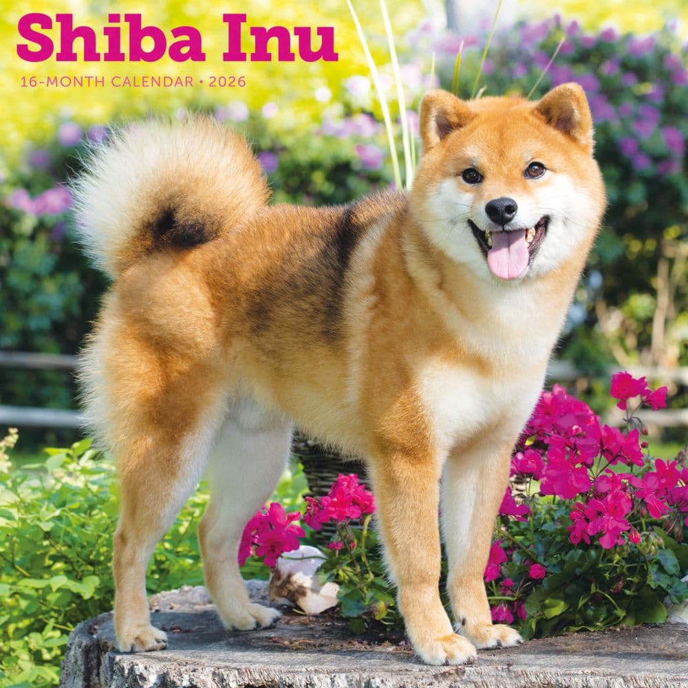 Shiba Inu 2026 Wall Calendar Main Product Image