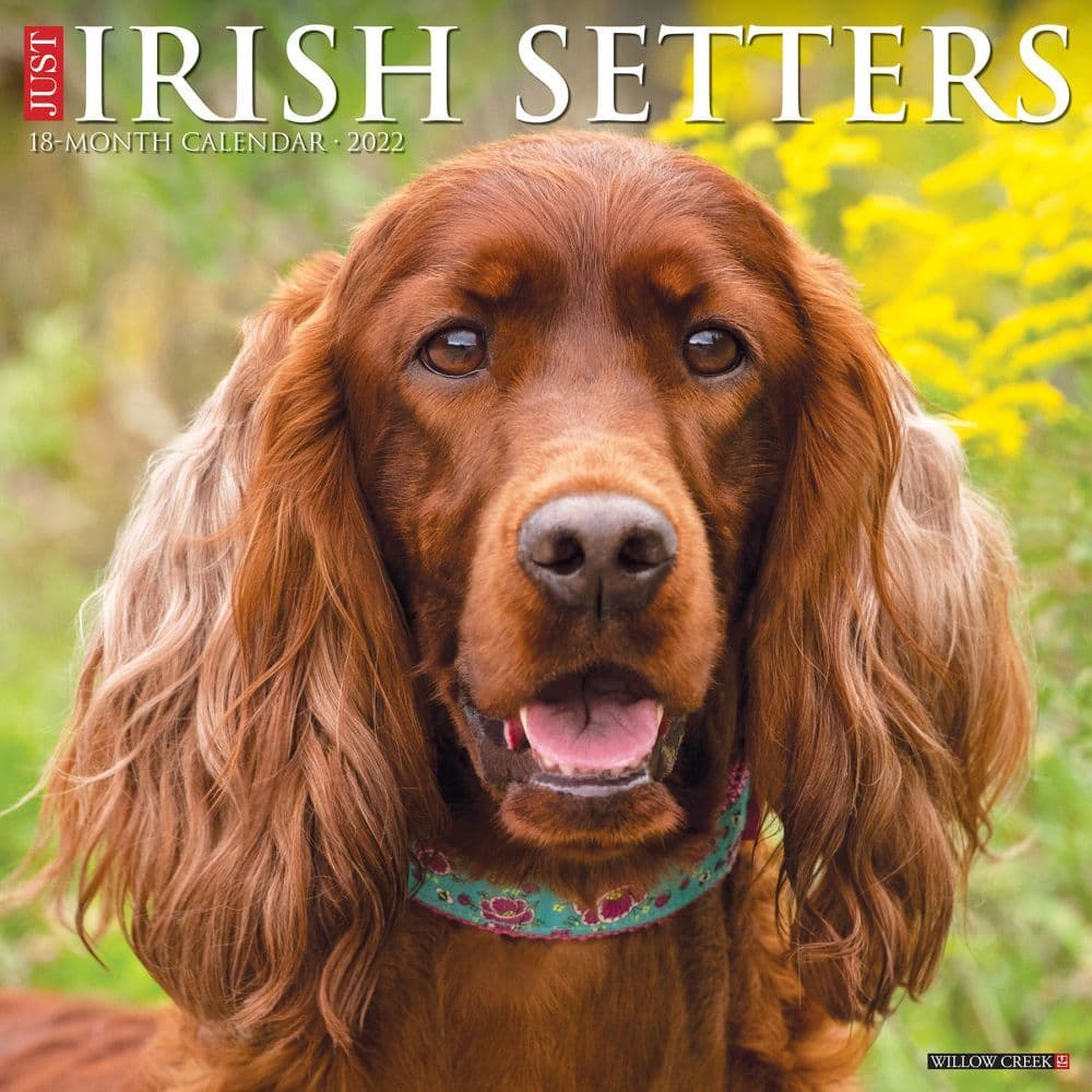 Irish Setters 2022 Wall Calendar