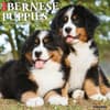 image Just Bernese Mountain Puppies 2025 Wall Calendar Main Product Image width=&quot;1000&quot; height=&quot;1000&quot;