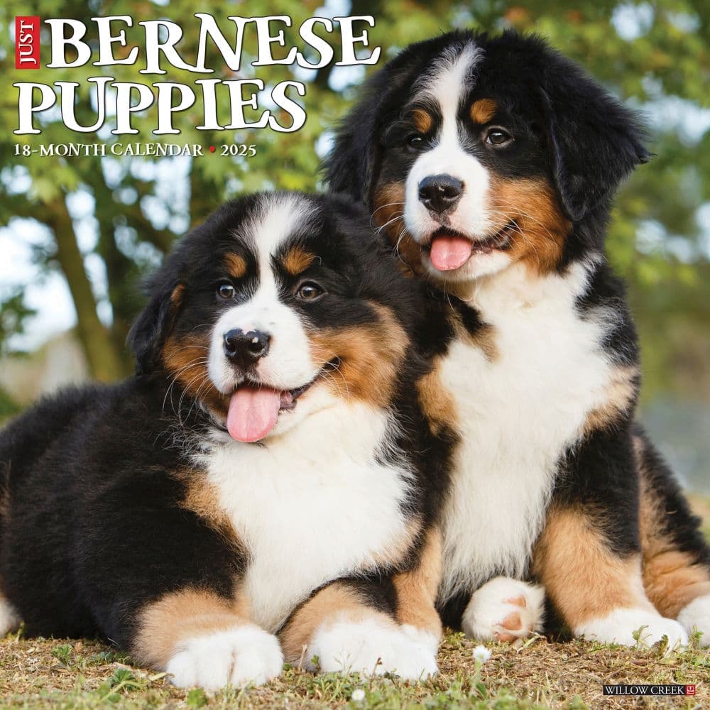 Just Bernese Mountain Puppies 2025 Wall Calendar Main Product Image width=&quot;1000&quot; height=&quot;1000&quot;